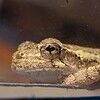 moddo27